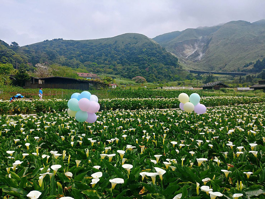 2020竹子湖海芋季/繡球花季