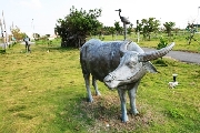 泥土的芬芳：牛的塑像-跛腳天助和他的牛