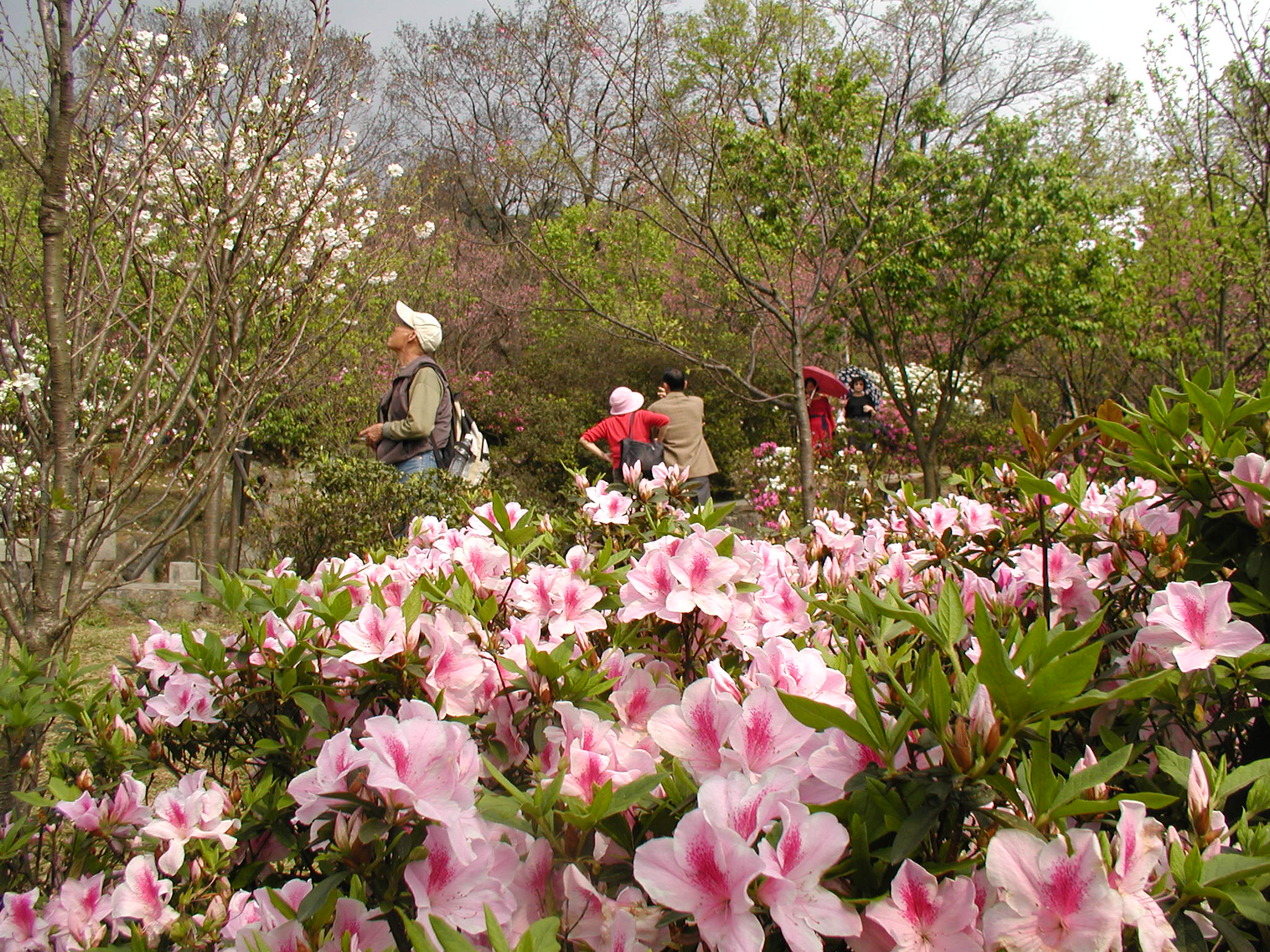 陽明山花季