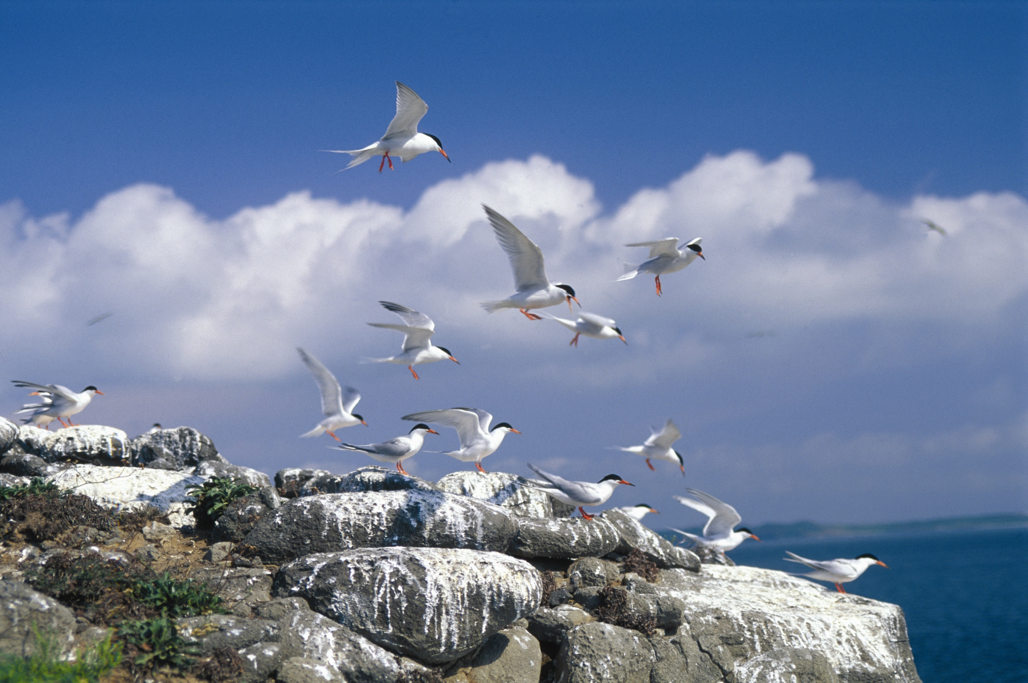 生態賞鷗暨海上看馬祖